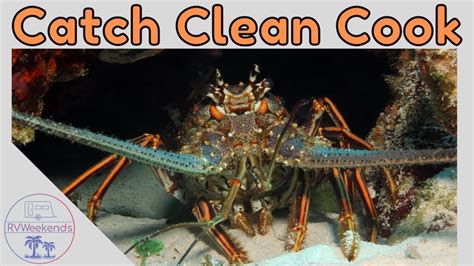 lobster rube|Lobstering in Florida! CATCH, Clean, COOK Lobster CEVICHE!